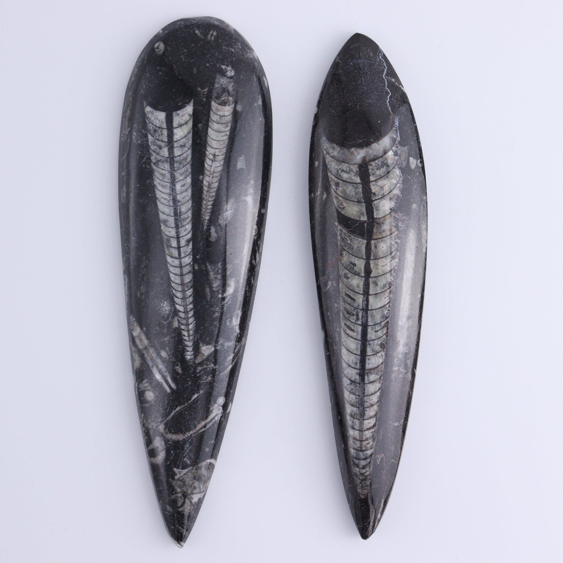 Orthoceras Polished Set of 5 - Expert Wholesale and Supplier of Wholesale Crystals & Bulk Gemstones, ["Orthoceras","Polished"]