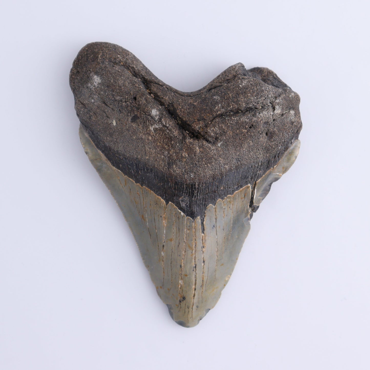Megalodon Tooth - Expert Wholesale and Supplier of Wholesale Crystals & Bulk Gemstones, ["Megalodon Teeth","United States"]