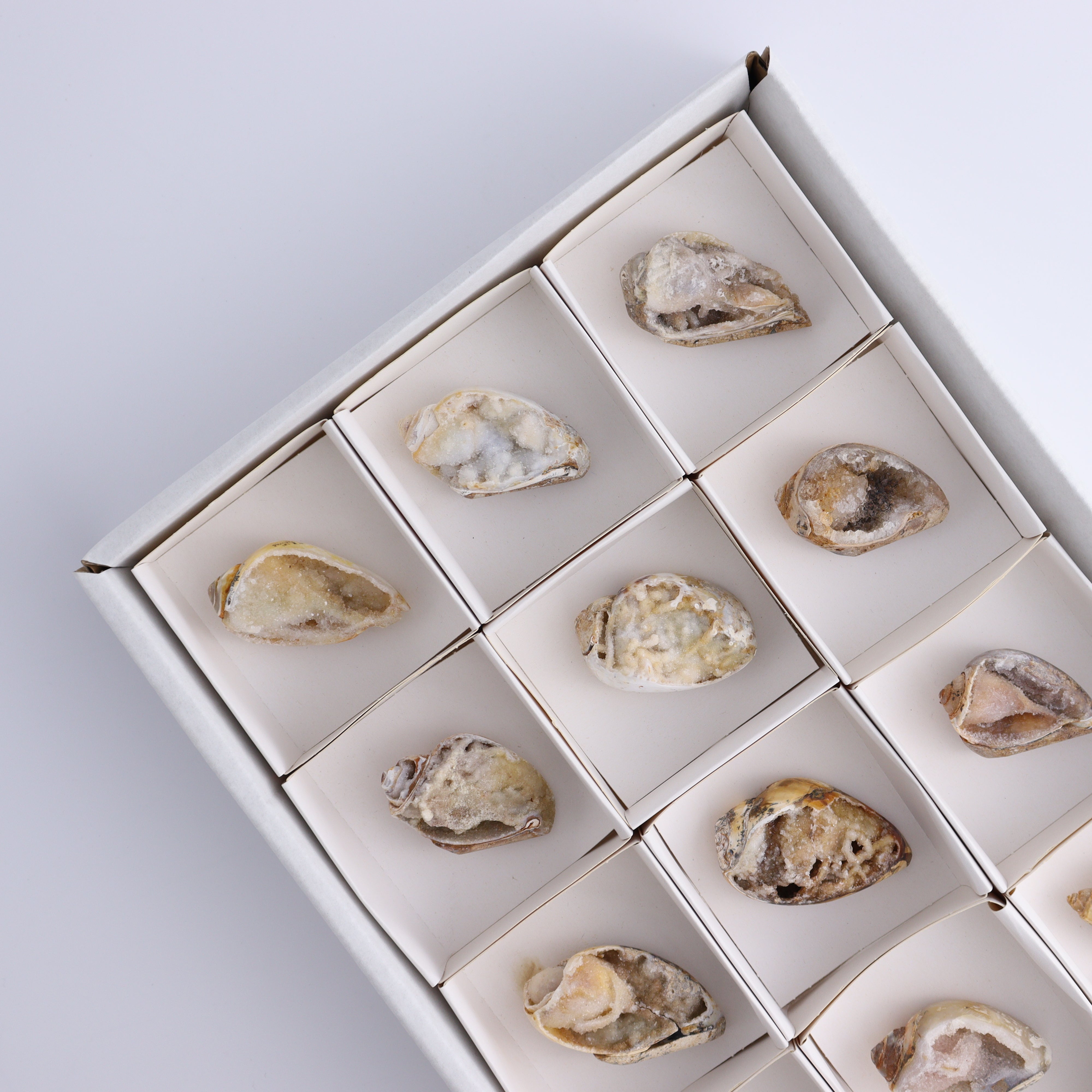 Crystalized Shells Set of 12 – Mi Esperanza Minerals
