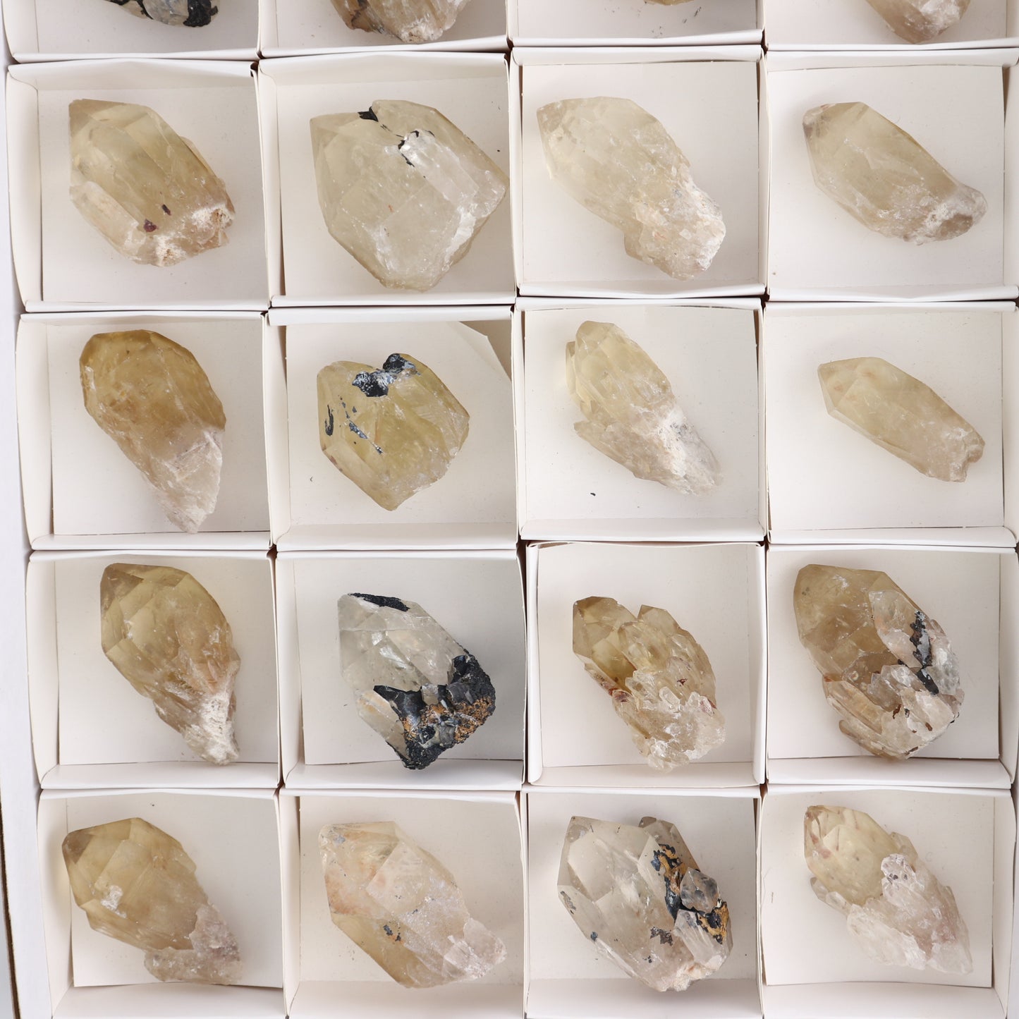 Congo Citrine Set of 24