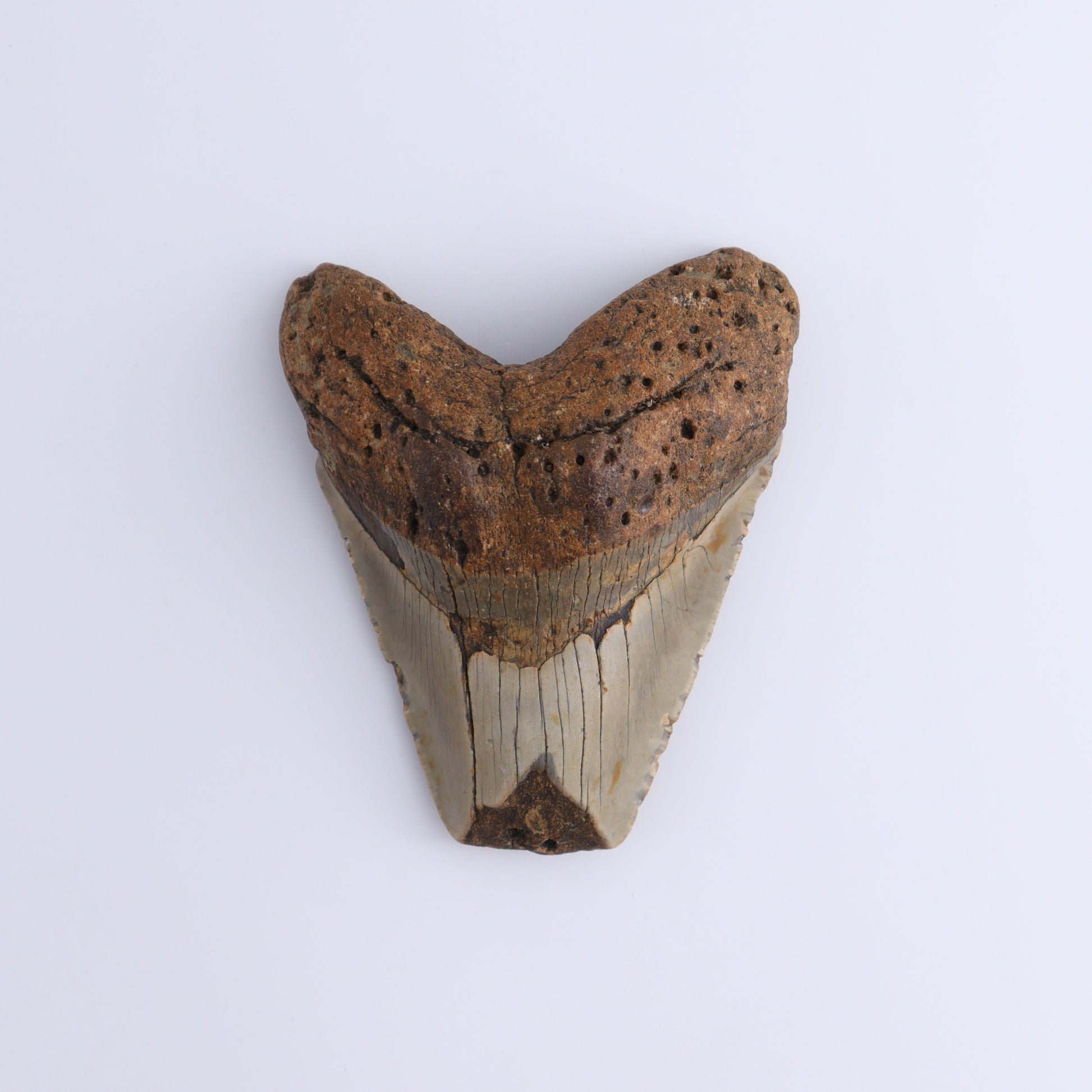 Megalodon Teeth Set of 3 - Expert Wholesale and Supplier of Wholesale Crystals & Bulk Gemstones, ["Megalodon Teeth","United States"]