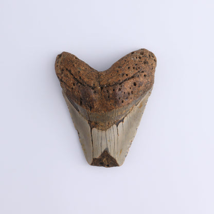 Megalodon Teeth Set of 3 - Expert Wholesale and Supplier of Wholesale Crystals & Bulk Gemstones, ["Megalodon Teeth","United States"]