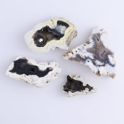 Agatized Coral Flat - Expert Wholesale and Supplier of Wholesale Crystals & Bulk Gemstones, ["Agate","Agatized Coral","Coral","United States"]