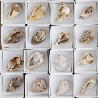 Crystalized Shells Set of 24 - Expert Wholesale and Supplier of Wholesale Crystals & Bulk Gemstones, ["Crystalized Shell","India","shell","shells"]
