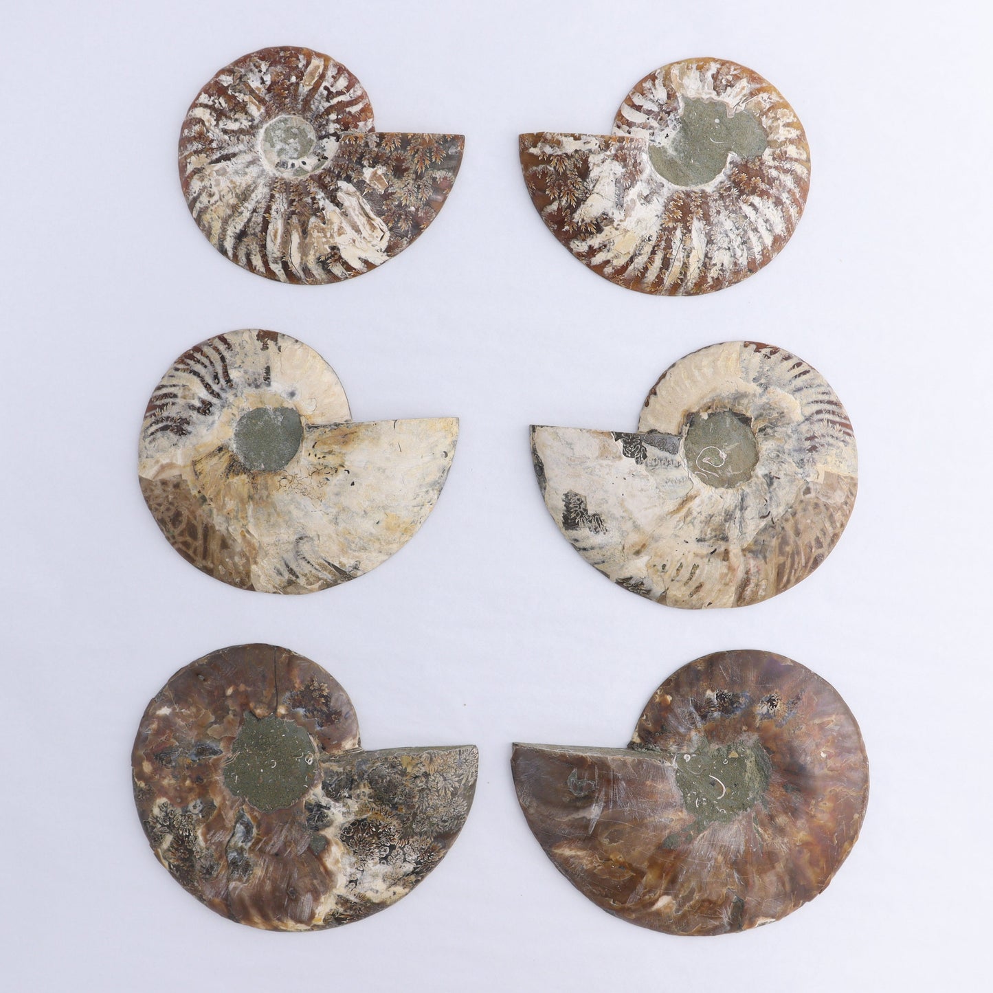 Ammonite Shells Set of 6 - Expert Wholesale and Supplier of Wholesale Crystals & Bulk Gemstones, ["Ammonite","Madagascar","shells"]
