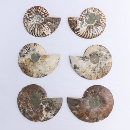 Ammonite Shells Set of 6 - Expert Wholesale and Supplier of Wholesale Crystals & Bulk Gemstones, ["Ammonite","Madagascar","shells"]