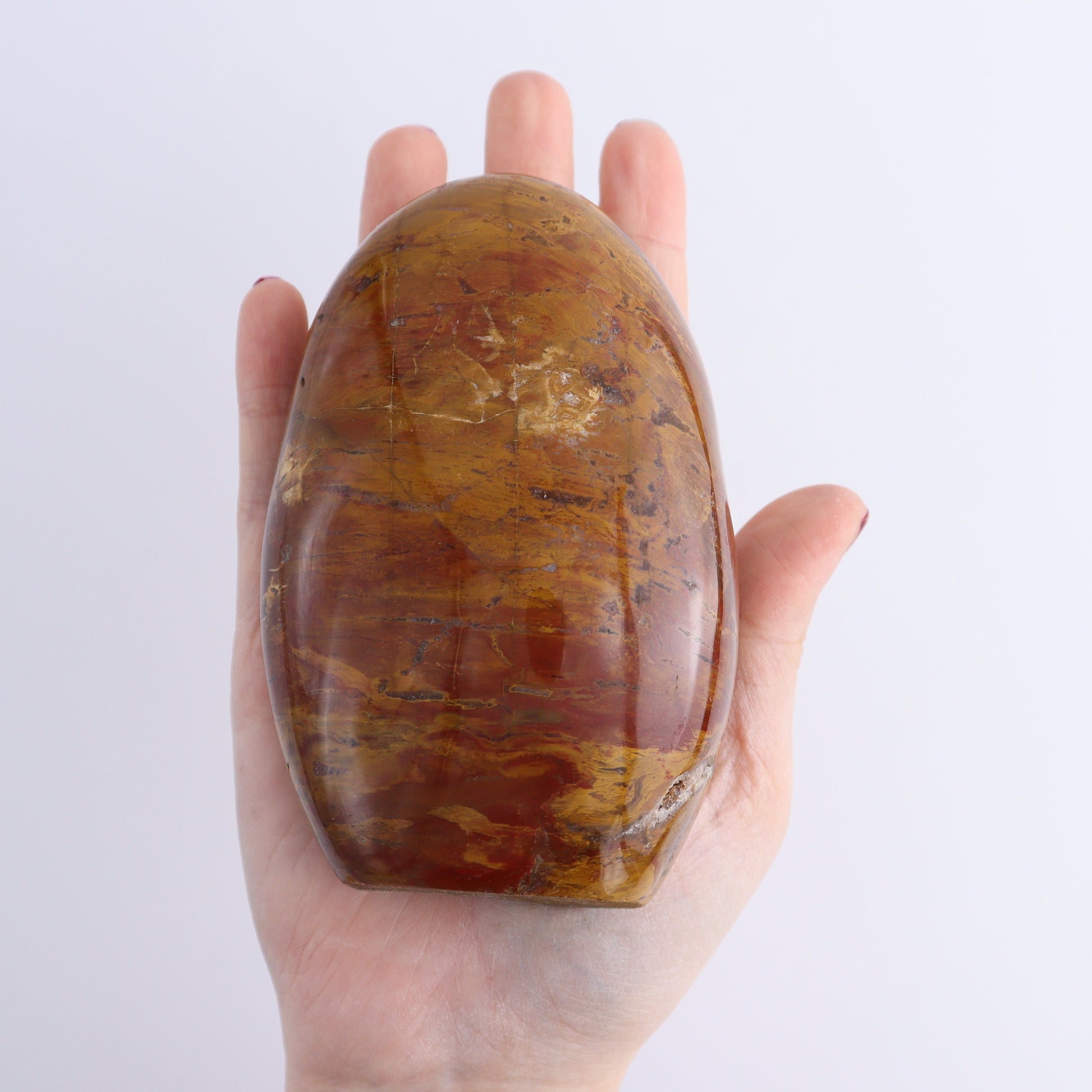 Petrified Wood Freeforms Set of 6 - Expert Wholesale and Supplier of Wholesale Crystals & Bulk Gemstones, ["Freeform","Freeforms","Madagascar","Petrified Wood"]