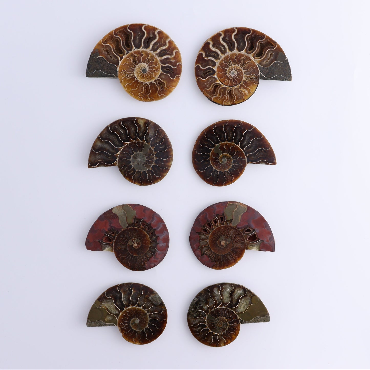 Ammonite Shells Set of 8 - Expert Wholesale and Supplier of Wholesale Crystals & Bulk Gemstones, ["Ammonite","Madagascar","shells"]