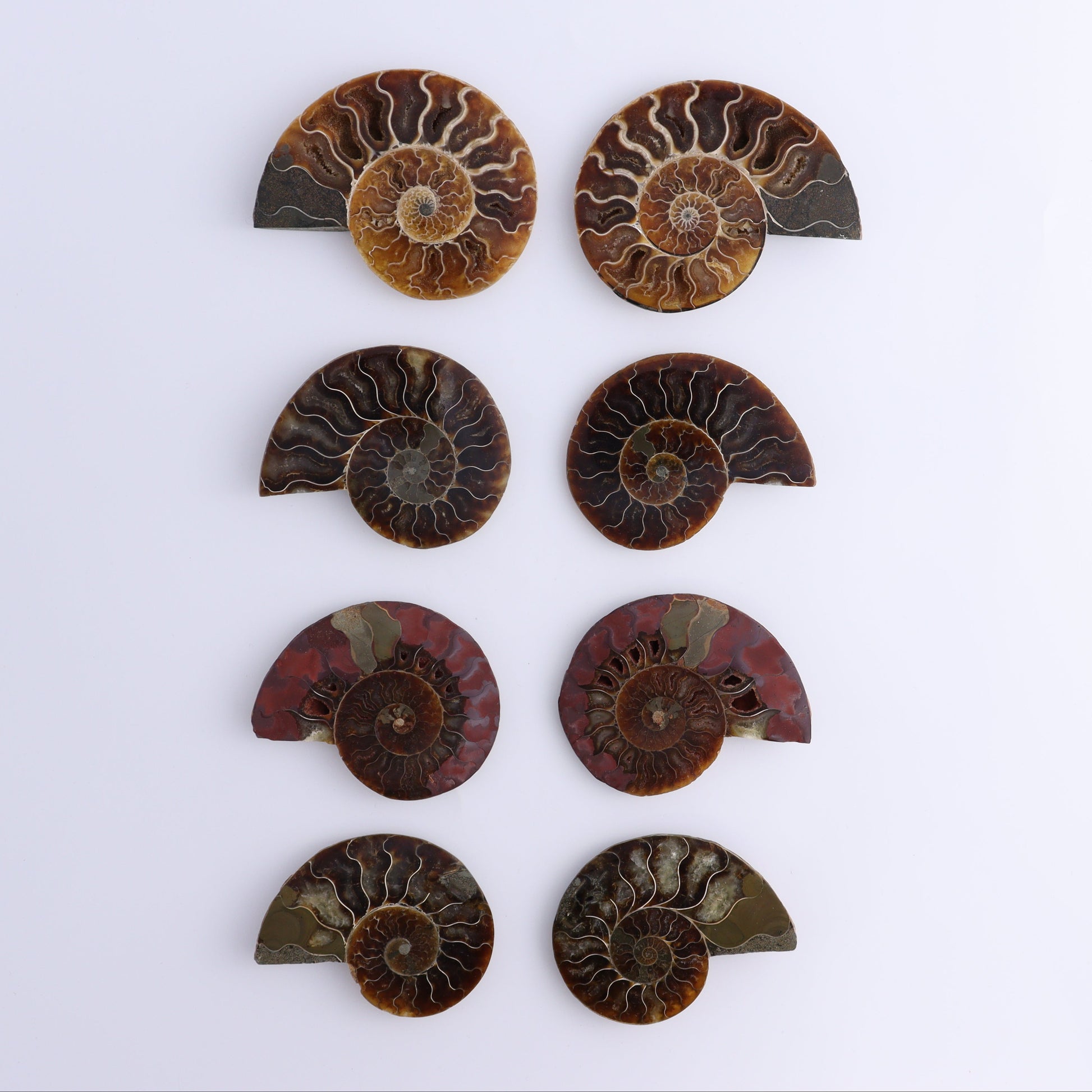 Ammonite Shells Set of 8 - Expert Wholesale and Supplier of Wholesale Crystals & Bulk Gemstones, ["Ammonite","Madagascar","shells"]