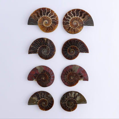 Ammonite Shells Set of 8 - Expert Wholesale and Supplier of Wholesale Crystals & Bulk Gemstones, ["Ammonite","Madagascar","shells"]