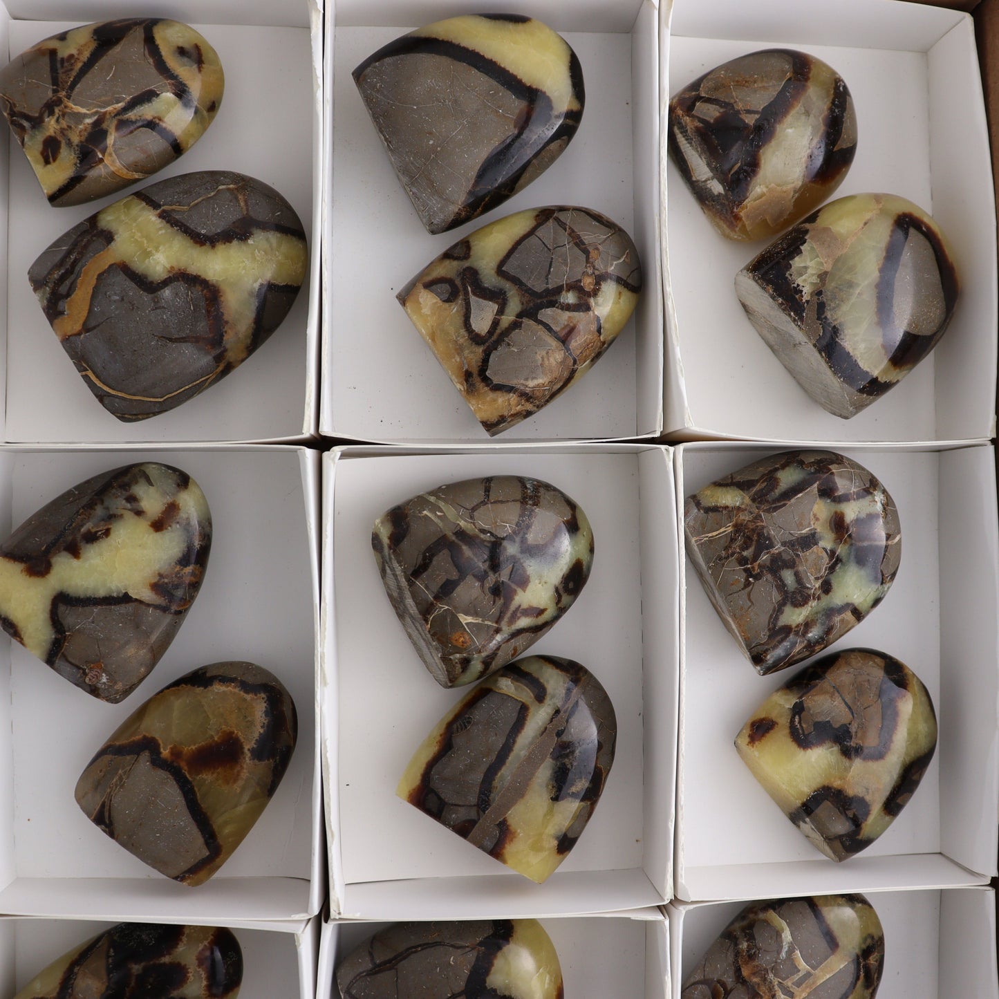 Septarian Freeforms Set of 18 - Expert Wholesale and Supplier of Wholesale Crystals & Bulk Gemstones, ["Flats","Freeforms","Madagascar","Septarian"]