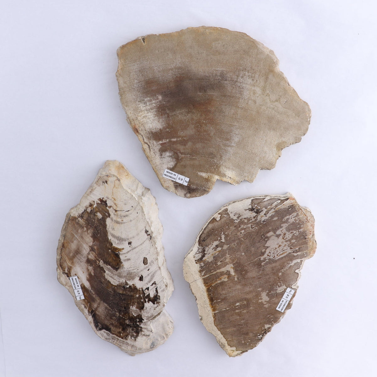 Petrified Wood Slices & Slabs Set of 3