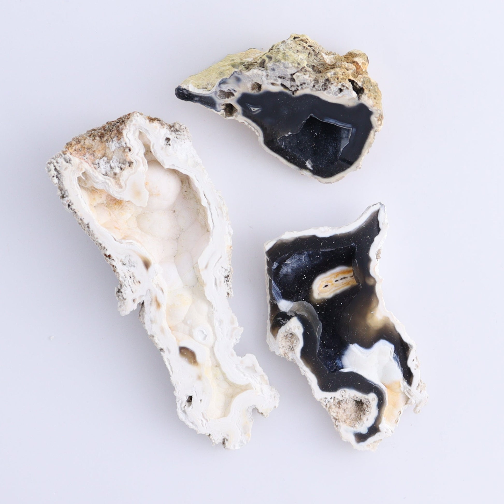 Agatized Coral Flat - Expert Wholesale and Supplier of Wholesale Crystals & Bulk Gemstones, ["Agate","Agatized Coral","Coral","United States"]