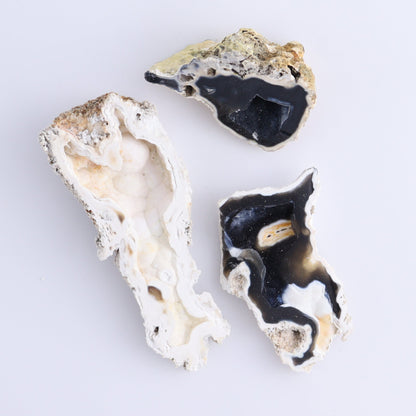 Agatized Coral Flat - Expert Wholesale and Supplier of Wholesale Crystals & Bulk Gemstones, ["Agate","Agatized Coral","Coral","United States"]