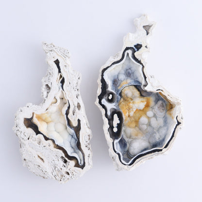 Agatized Coral Flat - Expert Wholesale and Supplier of Wholesale Crystals & Bulk Gemstones, ["Agate","Agatized Coral","Coral","United States"]