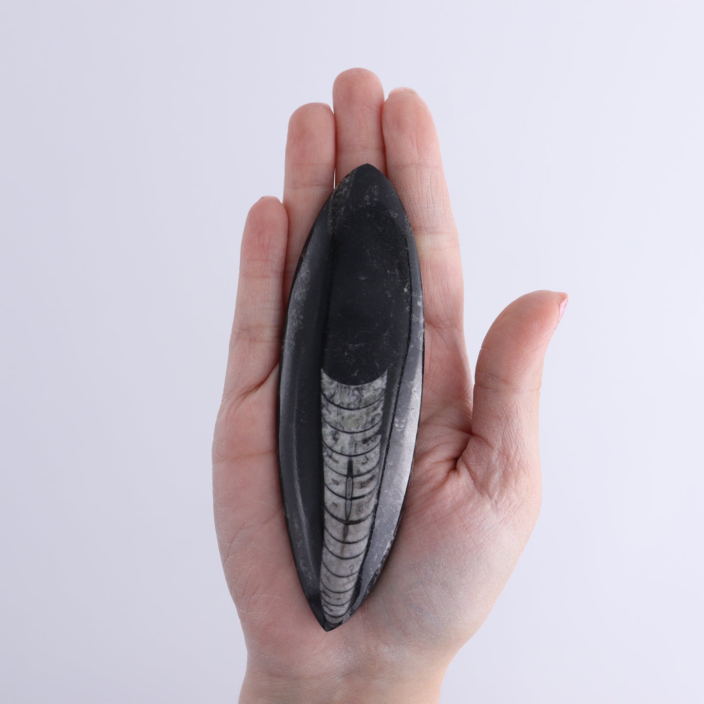 Orthoceras Polished Set of 5 - Expert Wholesale and Supplier of Wholesale Crystals & Bulk Gemstones, ["Orthoceras","Polished"]