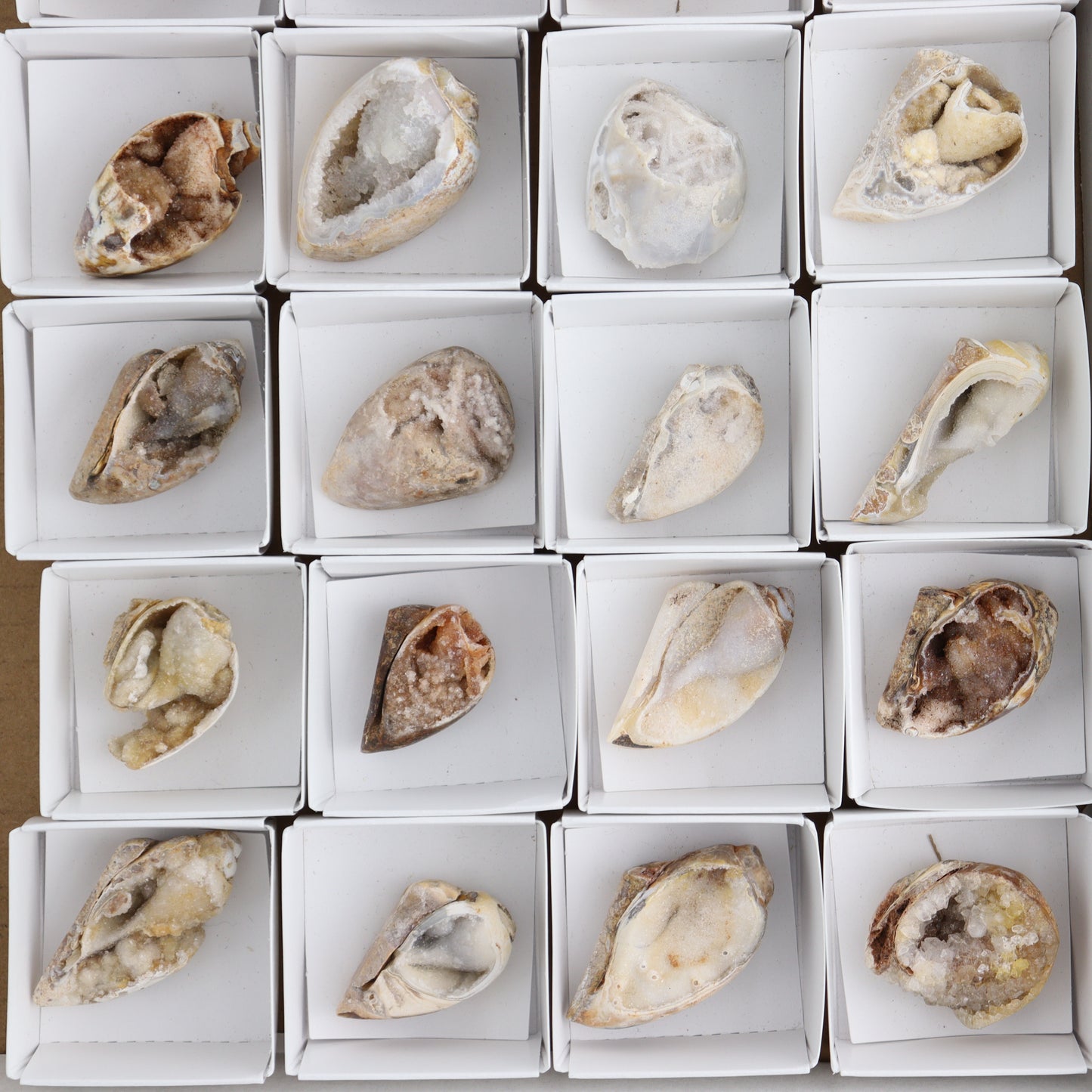 Crystalized Shells Set of 24 - Expert Wholesale and Supplier of Wholesale Crystals & Bulk Gemstones, ["Crystalized Shell","India","shell","shells"]