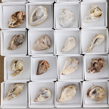 Crystalized Shells Set of 24 - Expert Wholesale and Supplier of Wholesale Crystals & Bulk Gemstones, ["Crystalized Shell","India","shell","shells"]