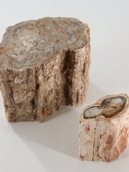 Petrified Wood Logs Set of 2 - Expert Supplier of Wholesale Crystals & Bulk Gemstones