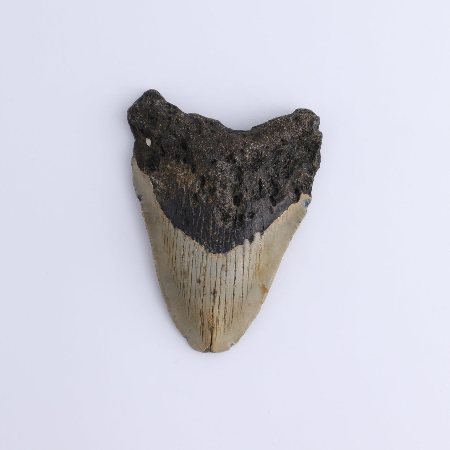 Megalodon Teeth Set of 3 - Expert Wholesale and Supplier of Wholesale Crystals & Bulk Gemstones, ["Megalodon Teeth","United States"]