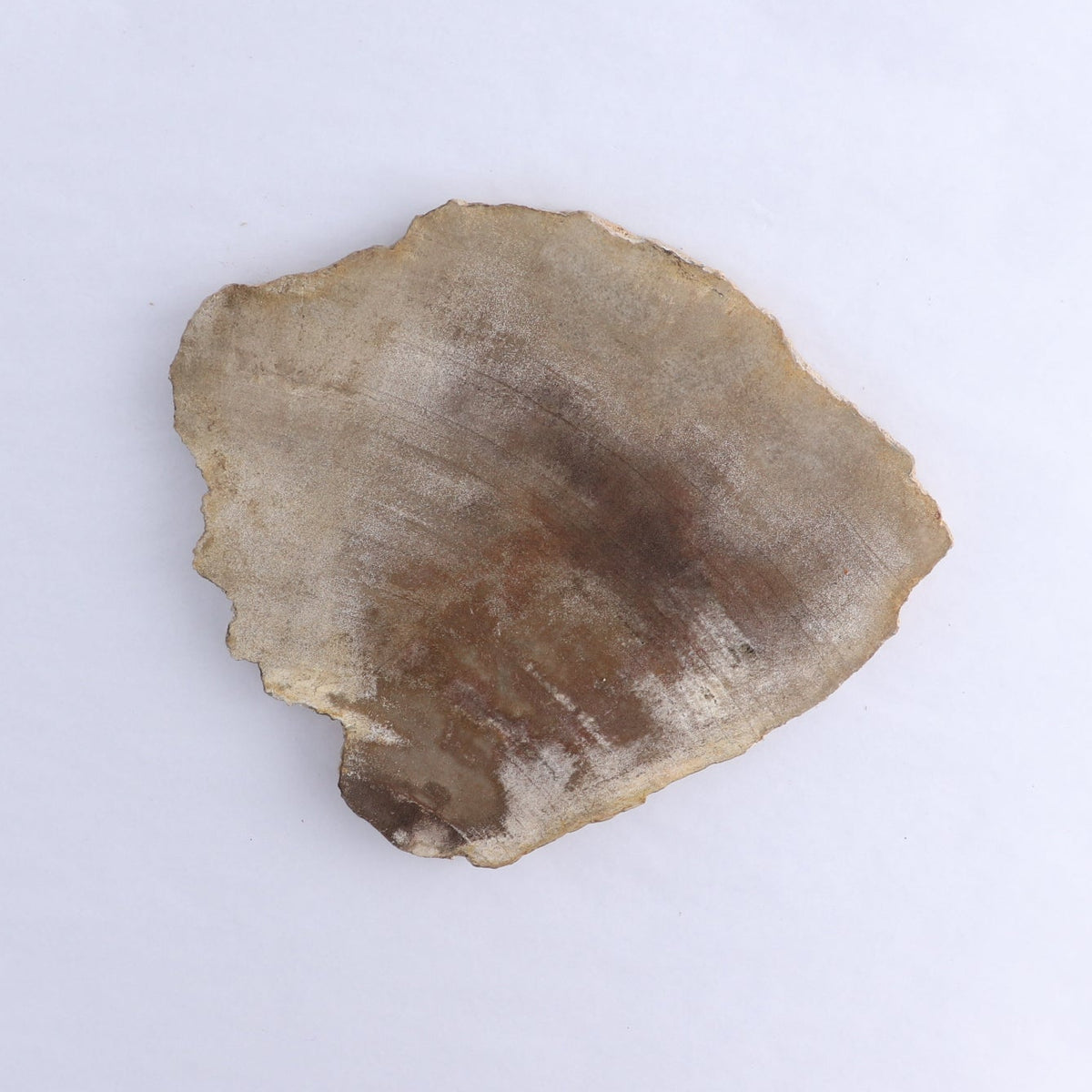 Petrified Wood Slices & Slabs Set of 3