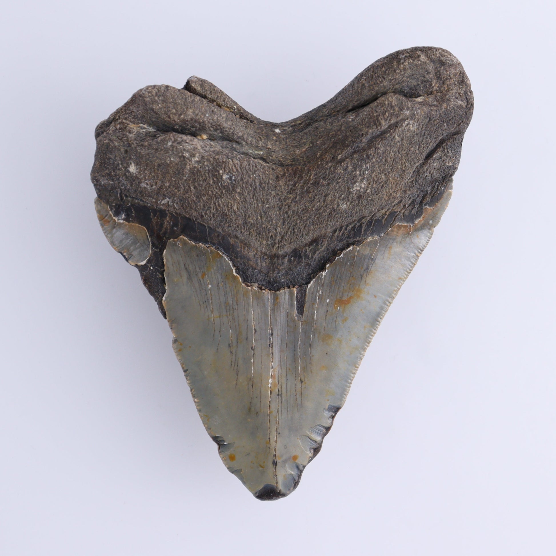 Megalodon Tooth - Expert Wholesale and Supplier of Wholesale Crystals & Bulk Gemstones, ["Megalodon Teeth","United States"]
