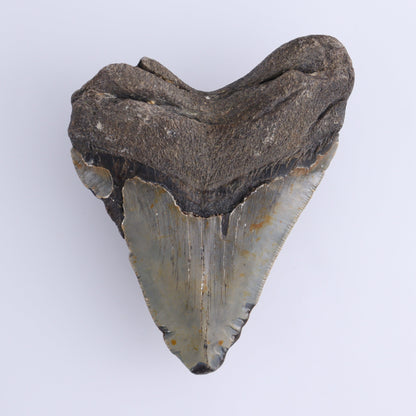 Megalodon Tooth - Expert Wholesale and Supplier of Wholesale Crystals & Bulk Gemstones, ["Megalodon Teeth","United States"]