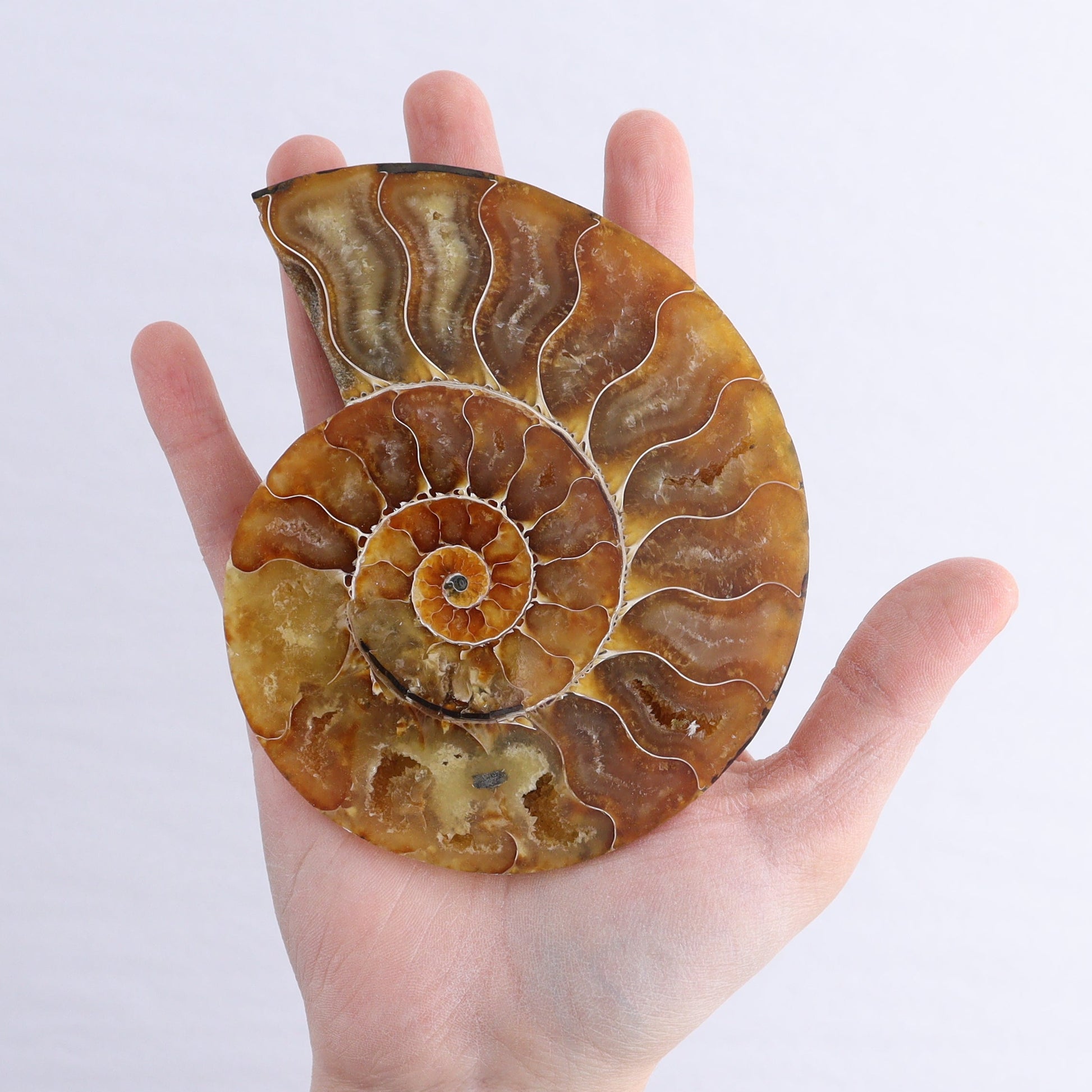 Ammonite Shells Set of 6 - Expert Wholesale and Supplier of Wholesale Crystals & Bulk Gemstones, ["Ammonite","Madagascar","shells"]