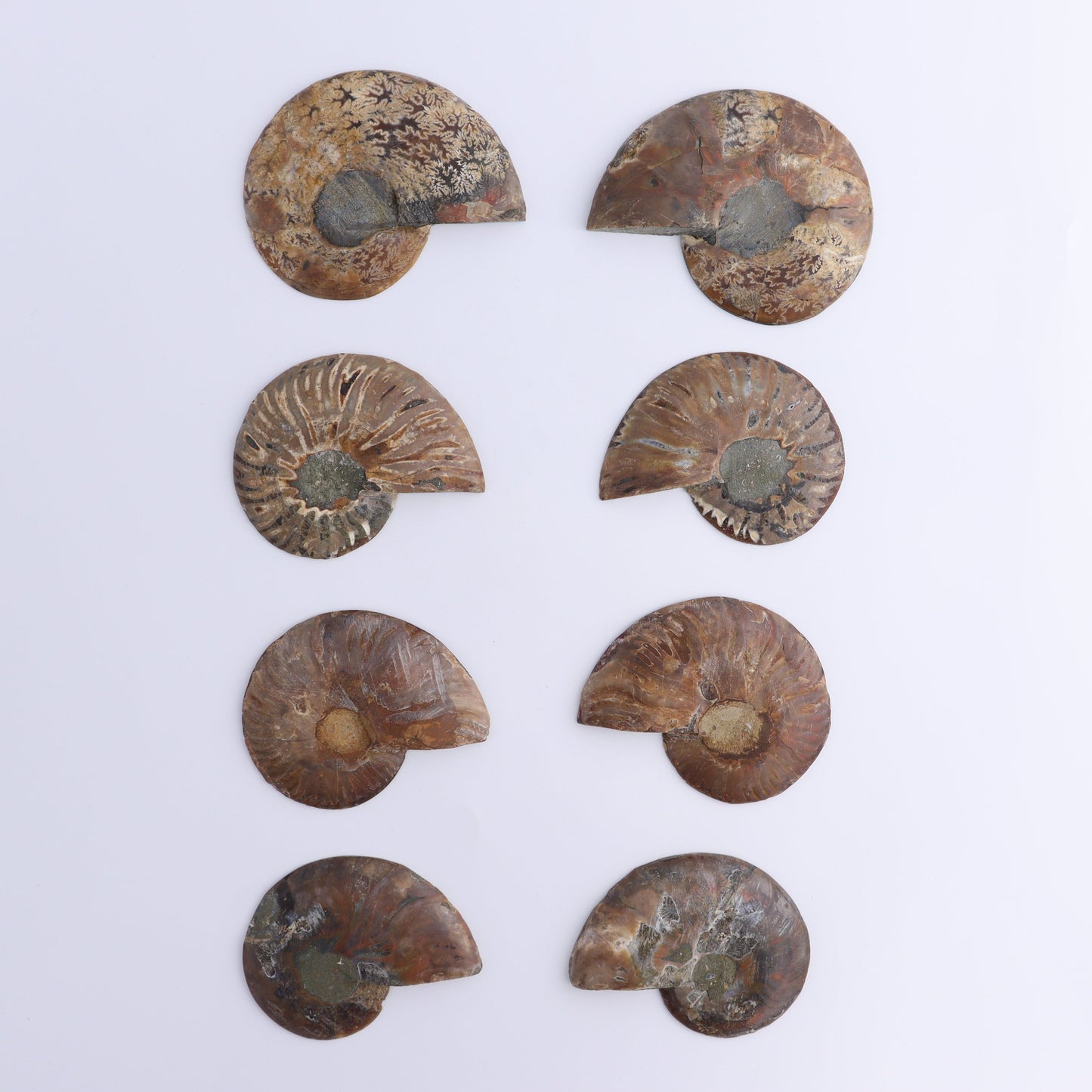 Ammonite Shells Set of 8 - Expert Wholesale and Supplier of Wholesale Crystals & Bulk Gemstones, ["Ammonite","Madagascar","shells"]