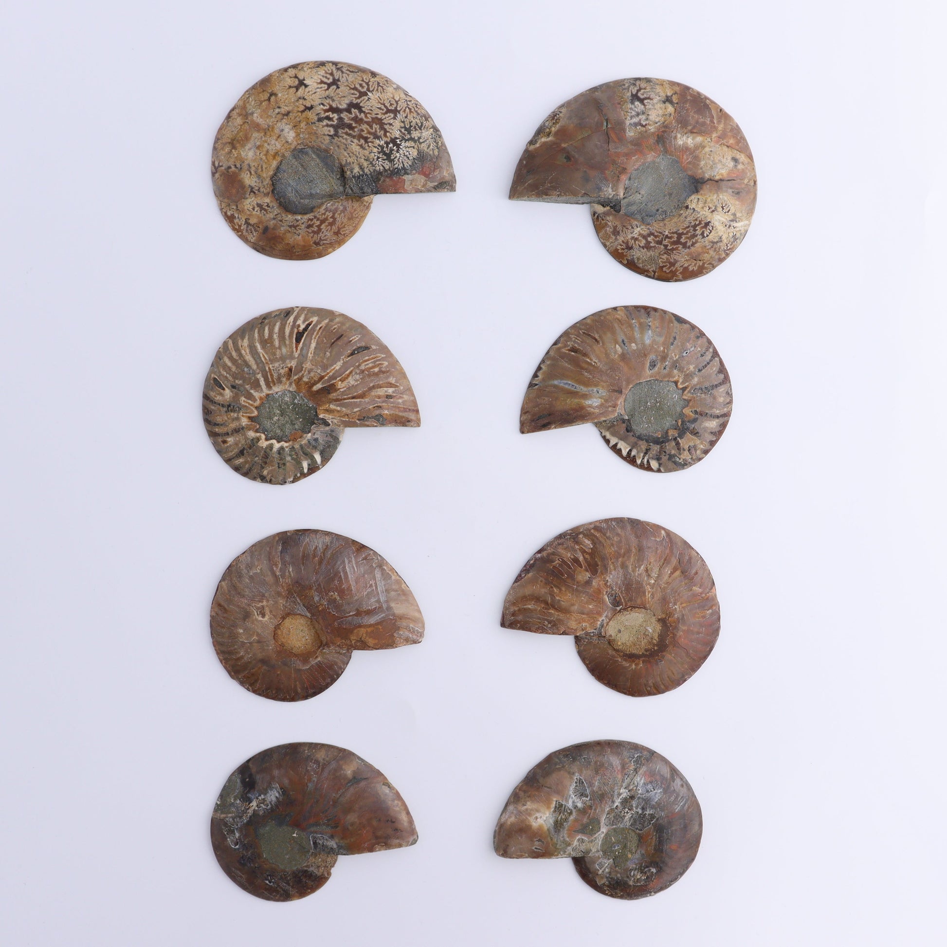 Ammonite Shells Set of 8 - Expert Wholesale and Supplier of Wholesale Crystals & Bulk Gemstones, ["Ammonite","Madagascar","shells"]