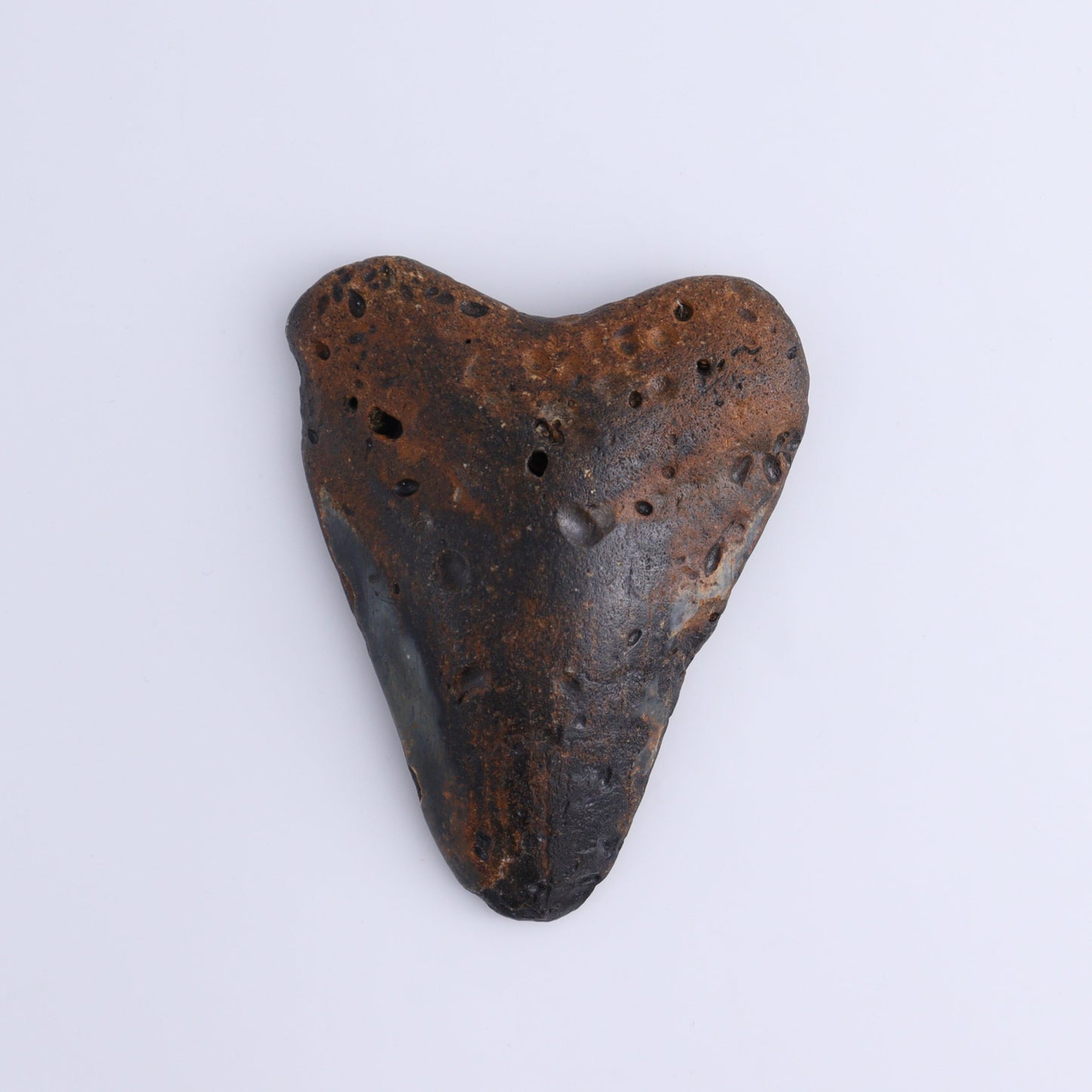 Megalodon Teeth Set of 3 - Expert Wholesale and Supplier of Wholesale Crystals & Bulk Gemstones, ["Megalodon Teeth","United States"]