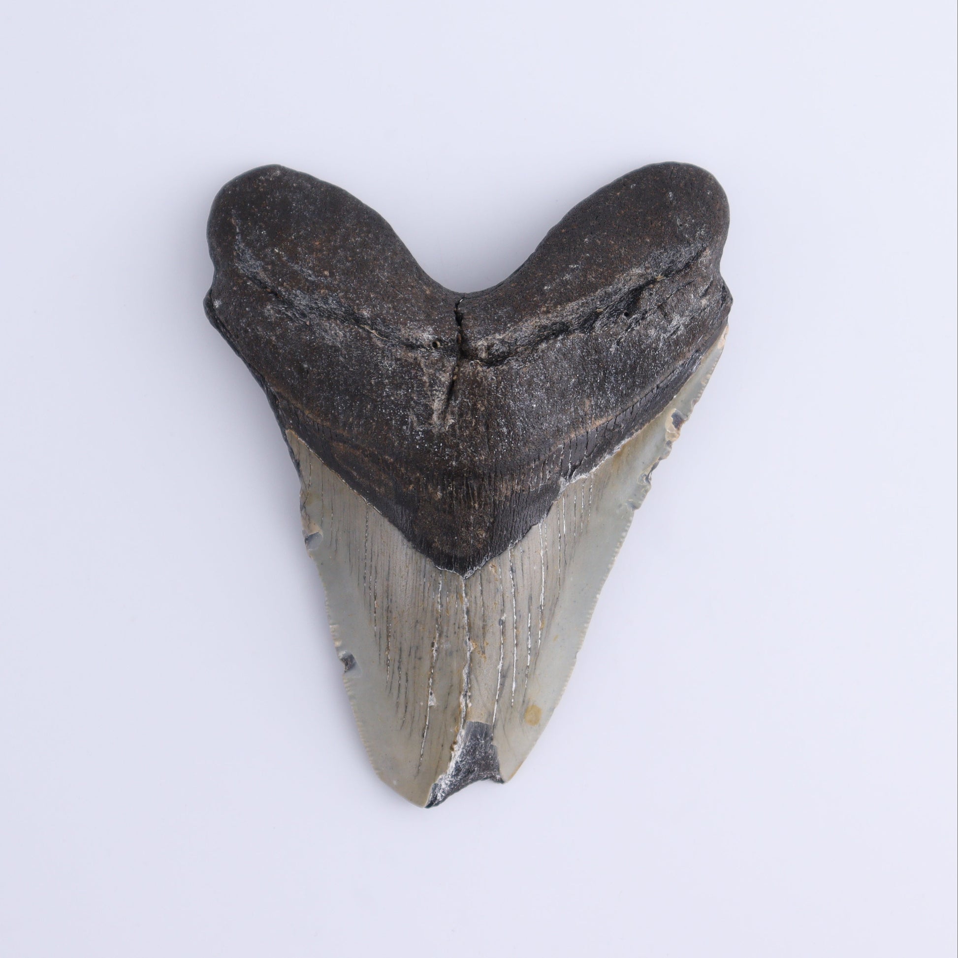 Megalodon Tooth - Expert Wholesale and Supplier of Wholesale Crystals & Bulk Gemstones, ["Megalodon Teeth","United States"]