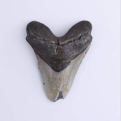 Megalodon Tooth - Expert Wholesale and Supplier of Wholesale Crystals & Bulk Gemstones, ["Megalodon Teeth","United States"]