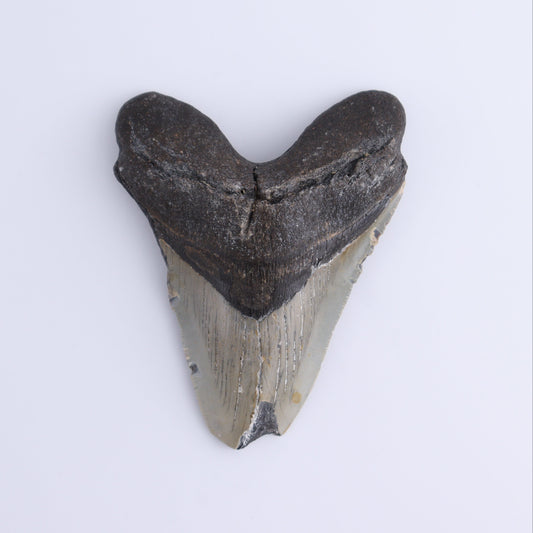 Megalodon Tooth - Expert Wholesale and Supplier of Wholesale Crystals & Bulk Gemstones, ["Megalodon Teeth","United States"]