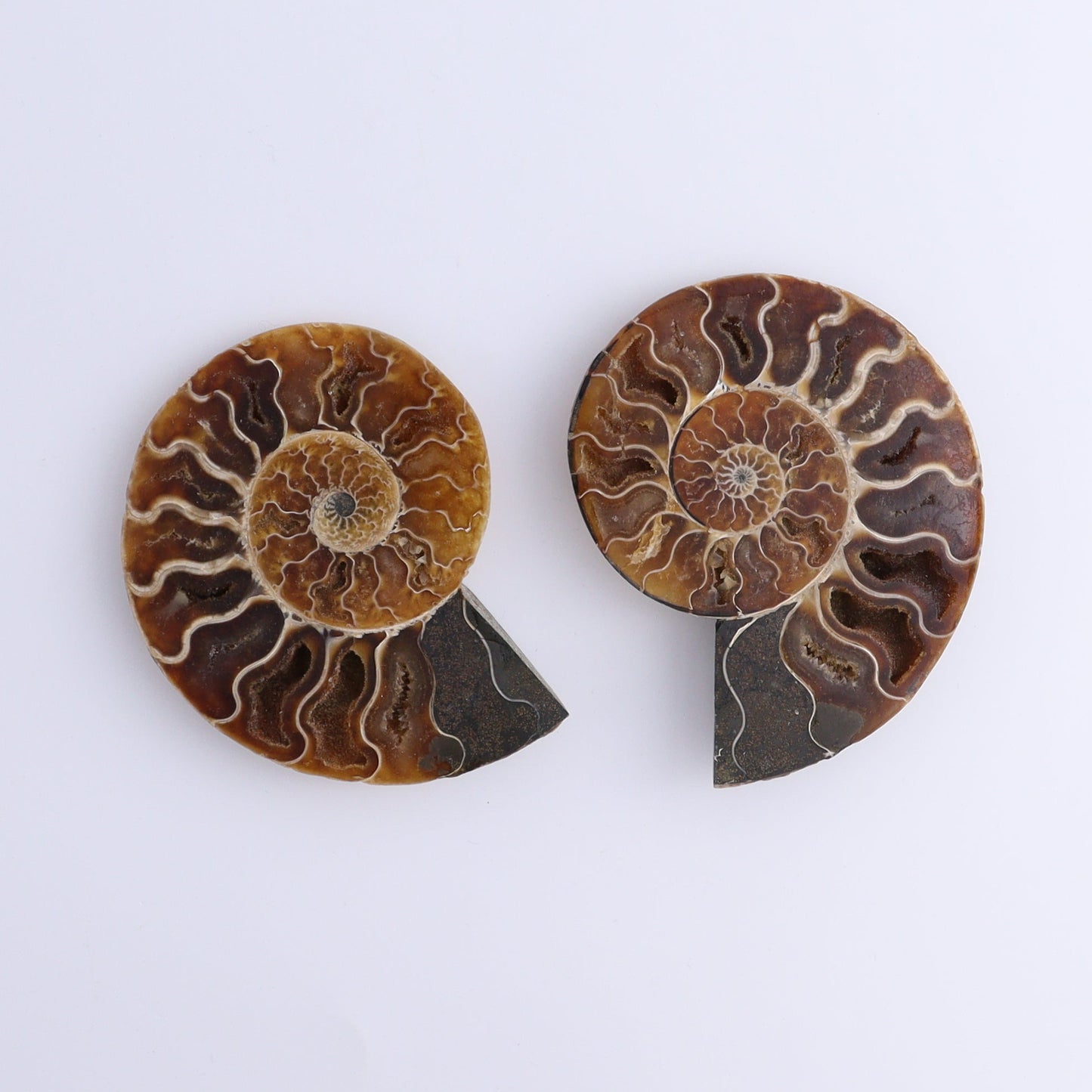 Ammonite Shells Set of 8 - Expert Wholesale and Supplier of Wholesale Crystals & Bulk Gemstones, ["Ammonite","Madagascar","shells"]