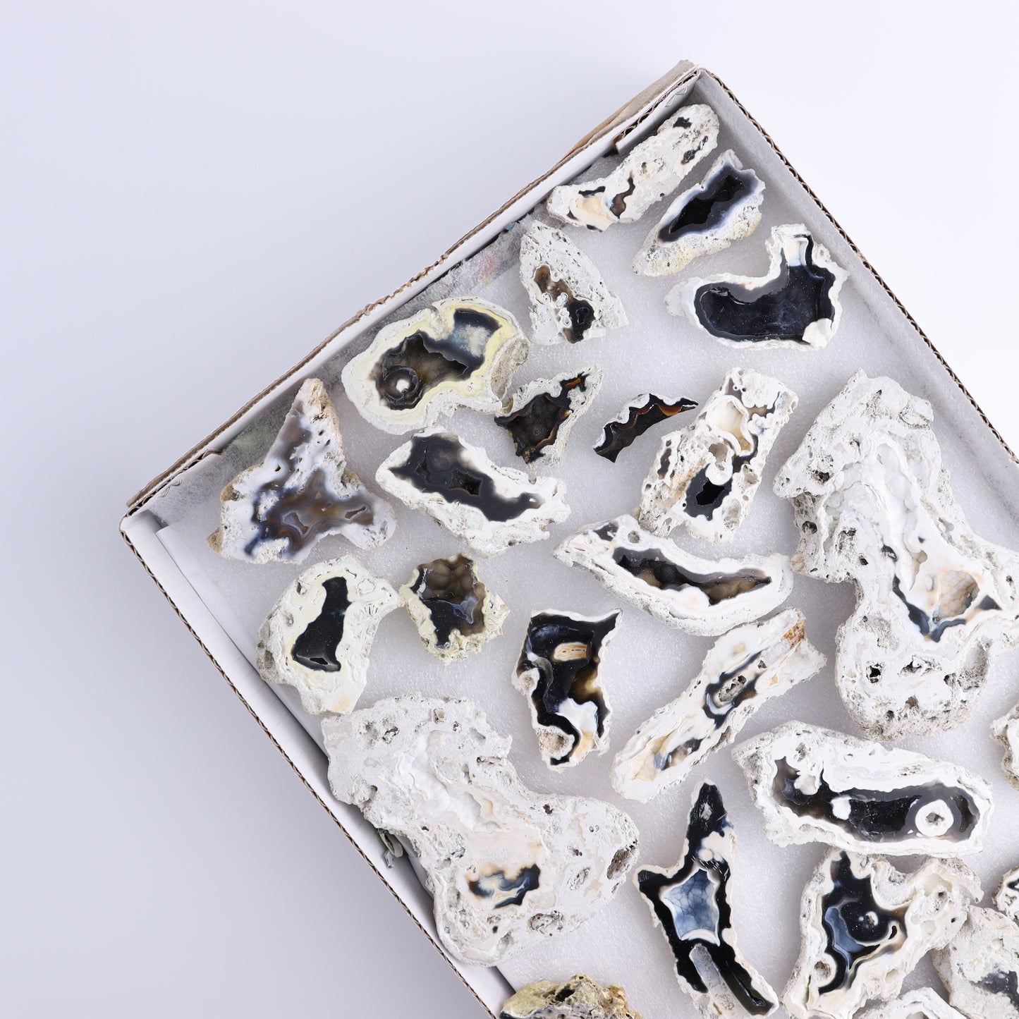 Agatized Coral Flat - Expert Wholesale and Supplier of Wholesale Crystals & Bulk Gemstones, ["Agate","Agatized Coral","Coral","United States"]