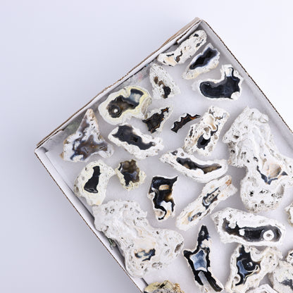 Agatized Coral Flat - Expert Wholesale and Supplier of Wholesale Crystals & Bulk Gemstones, ["Agate","Agatized Coral","Coral","United States"]