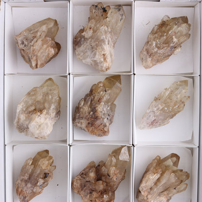 Congo Citrine Set of 12