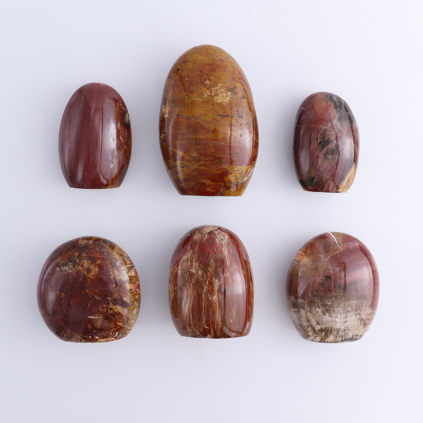 Petrified Wood Freeforms Set of 6 - Expert Wholesale and Supplier of Wholesale Crystals & Bulk Gemstones, ["Freeform","Freeforms","Madagascar","Petrified Wood"]