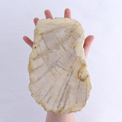 Petrified Wood Slices & Slabs Set of 3
