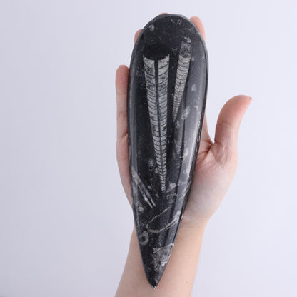 Orthoceras Polished Set of 5 - Expert Wholesale and Supplier of Wholesale Crystals & Bulk Gemstones, ["Orthoceras","Polished"]