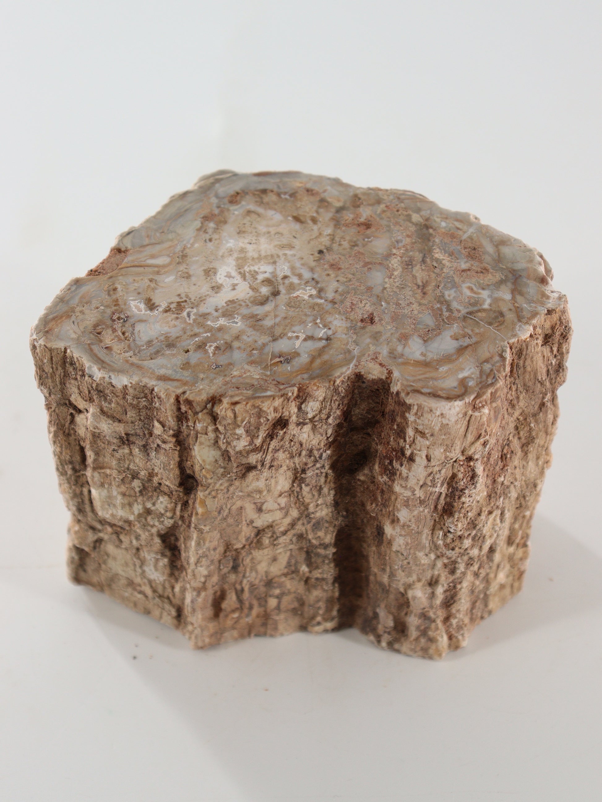 Petrified Wood Logs Set of 2 - Expert Supplier of Wholesale Crystals & Bulk Gemstones