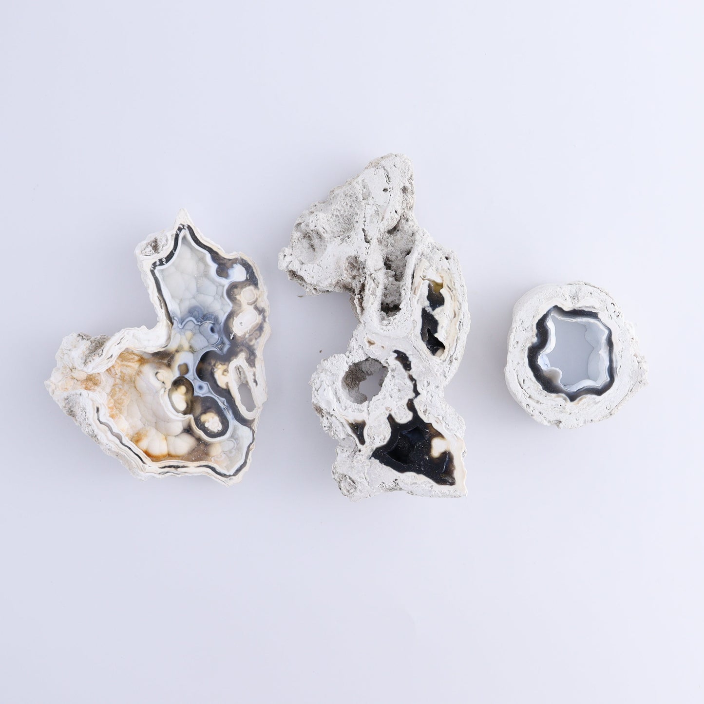 Agatized Coral Flat - Expert Wholesale and Supplier of Wholesale Crystals & Bulk Gemstones, ["Agate","Agatized Coral","Coral","United States"]