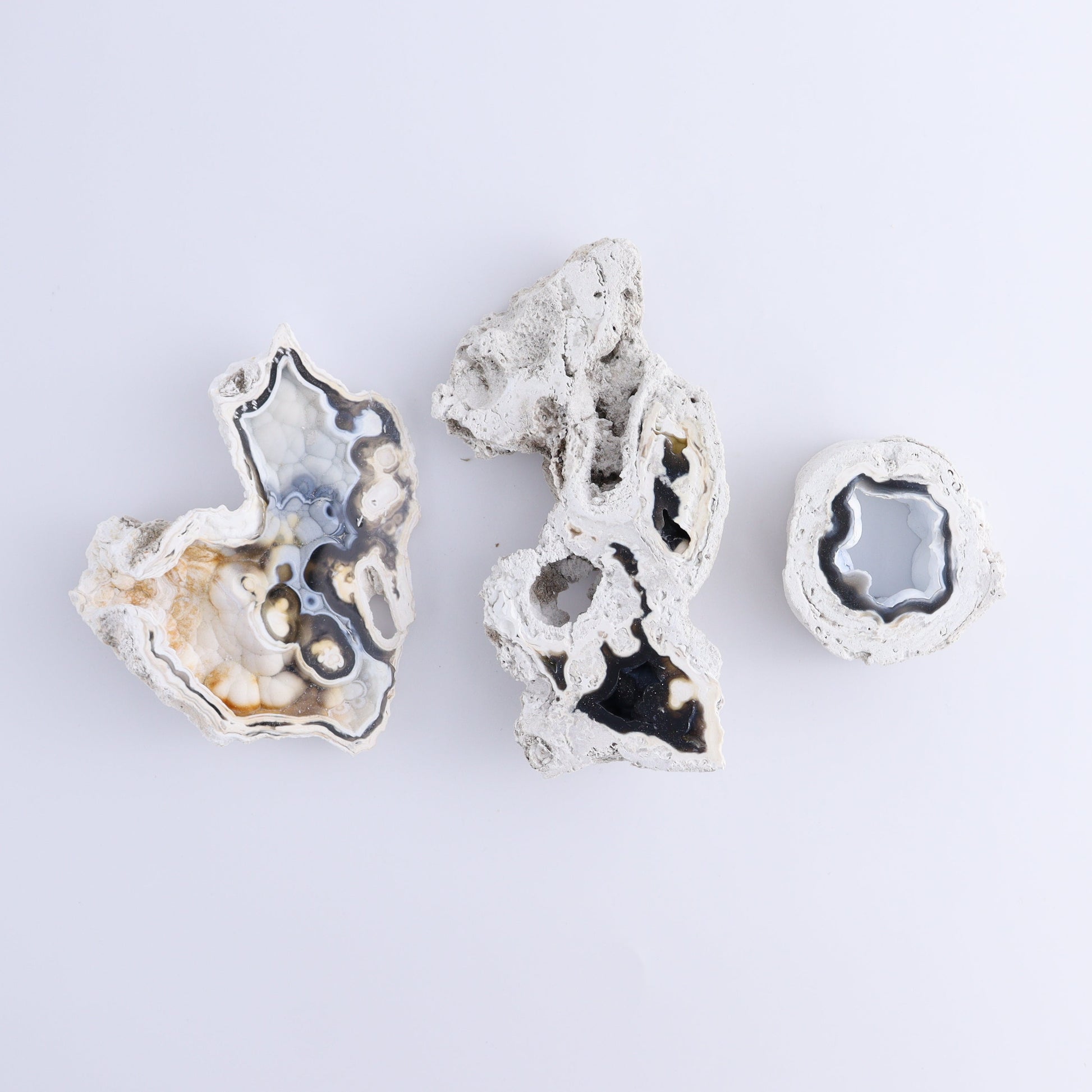 Agatized Coral Flat - Expert Wholesale and Supplier of Wholesale Crystals & Bulk Gemstones, ["Agate","Agatized Coral","Coral","United States"]