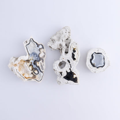 Agatized Coral Flat - Expert Wholesale and Supplier of Wholesale Crystals & Bulk Gemstones, ["Agate","Agatized Coral","Coral","United States"]