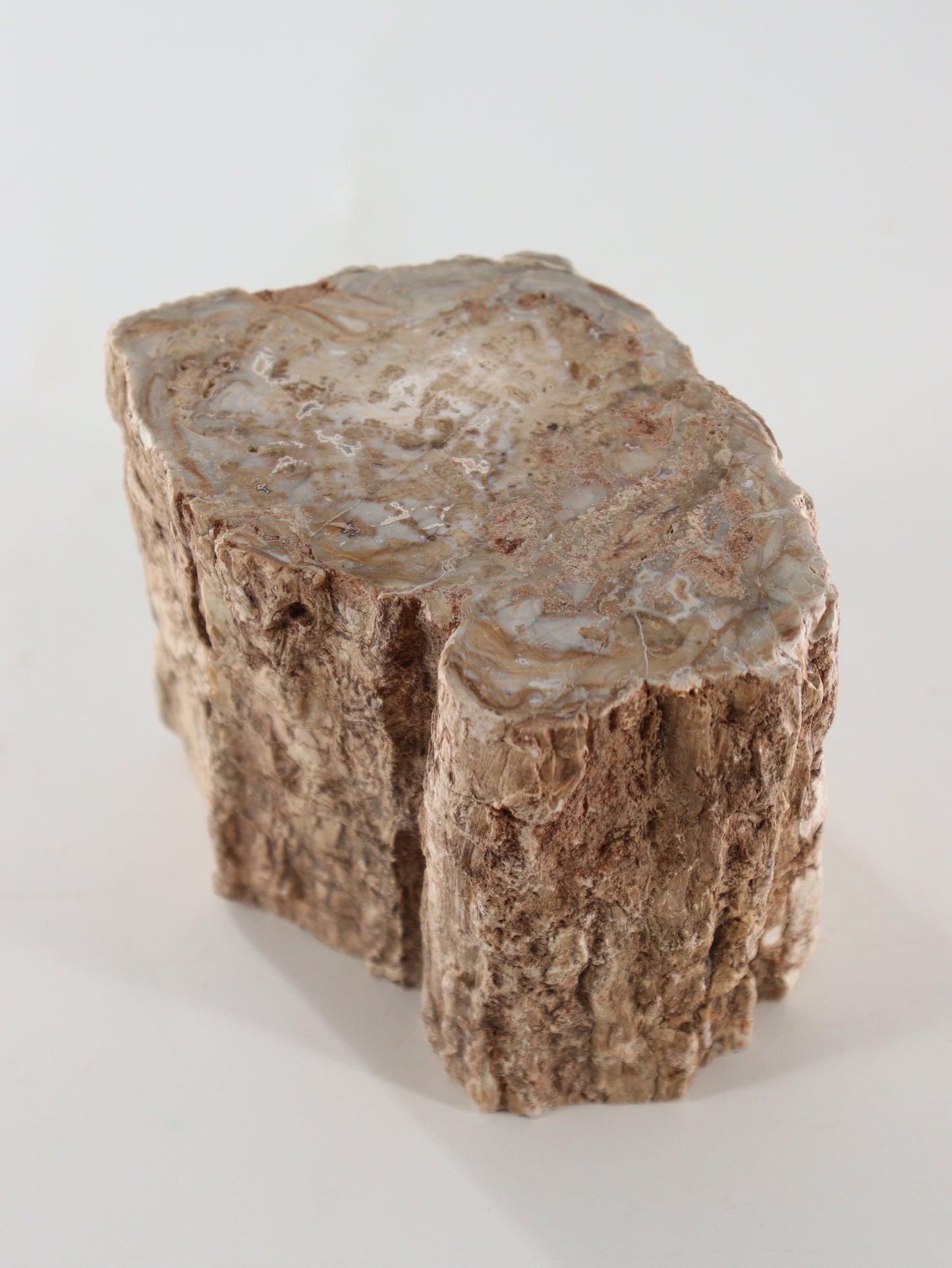 Petrified Wood Logs Set of 2 - Expert Supplier of Wholesale Crystals & Bulk Gemstones