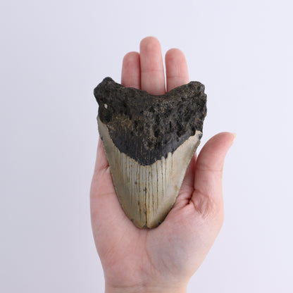 Megalodon Teeth Set of 3 - Expert Wholesale and Supplier of Wholesale Crystals & Bulk Gemstones, ["Megalodon Teeth","United States"]