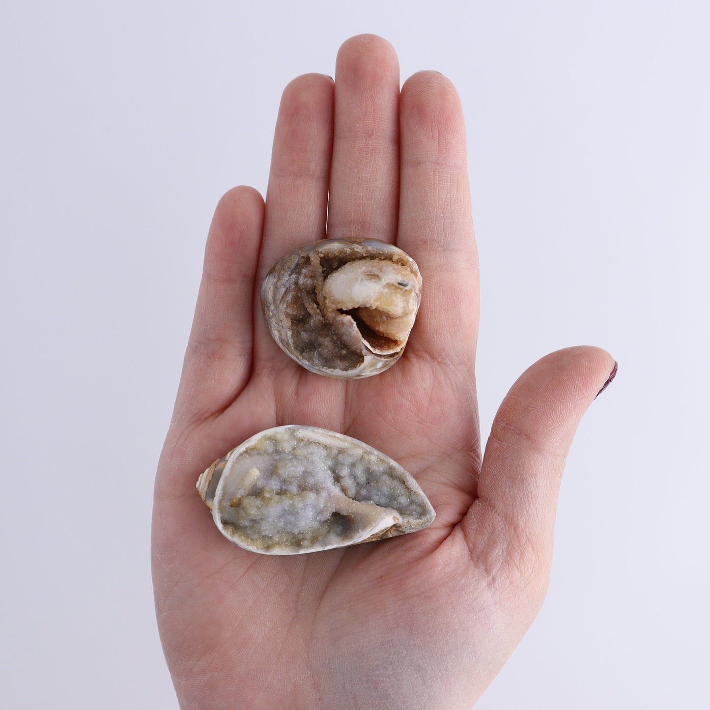 Crystalized Shells Set of 12 - Expert Wholesale and Supplier of Wholesale Crystals & Bulk Gemstones, ["Crystalized Shell","India","shell","shells"]
