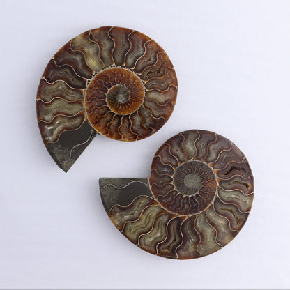 Ammonite Shells Set of 6 - Expert Wholesale and Supplier of Wholesale Crystals & Bulk Gemstones, ["Ammonite","Madagascar","shells"]