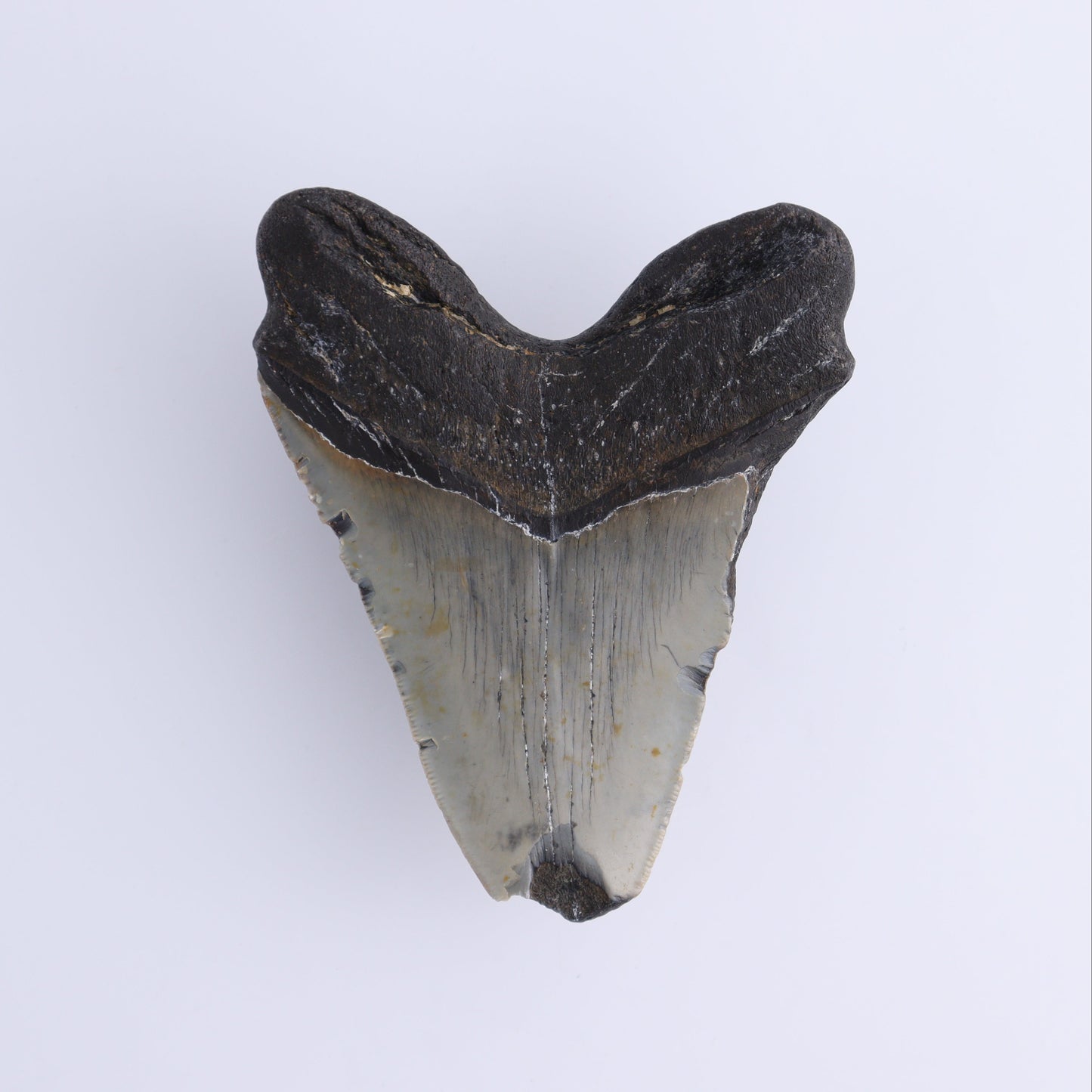 Megalodon Tooth - Expert Wholesale and Supplier of Wholesale Crystals & Bulk Gemstones, ["Megalodon Teeth","United States"]